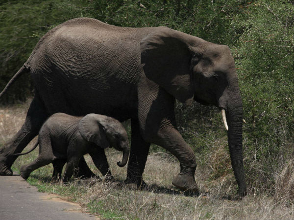 சுட்டுக்கொல்லப்பட்ட யானை 