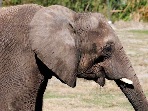 சுட்டுக்கொல்ல உத்தரவு 