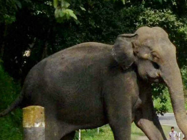 தீவிரமாக முயற்சி செய்த வனத்துறை 