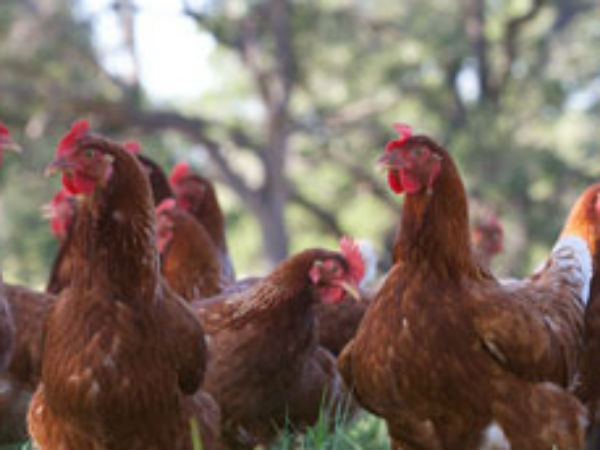 கோழிகள் ஓய்வெடுக்கும்