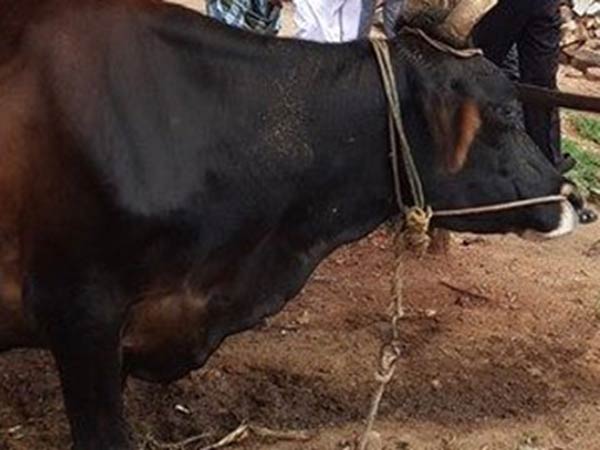 பாஜக தலைவர் கோசாலையில் பசுக்கள் மரணம்