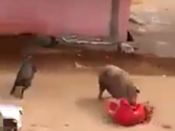 தடி கொண்டு விரட்டி