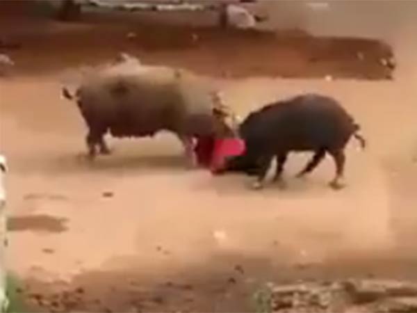 பன்றிகளுடன் மூதாட்டி போராட்டம்