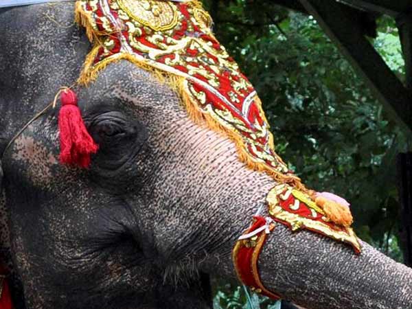 வனத்துறையினரின் சிரமம் நீக்கம் 