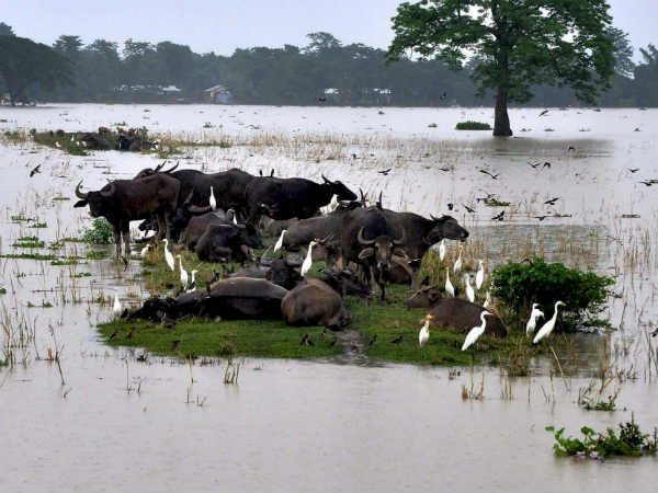  Assam floods: Over 140 animals found dead in Kaziranga National Park 