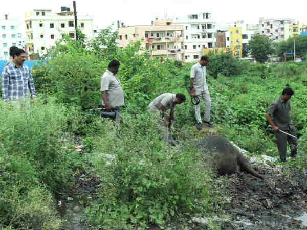 Bomb blast in Hyderabad, Buffalo dies 