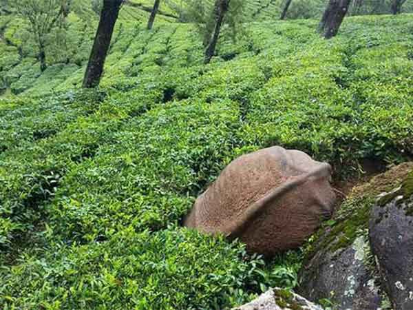 Elephant died in Munnar forest range