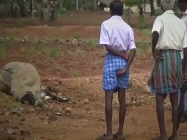 In Sathyamangalam, cattle dying due to unknown disease 