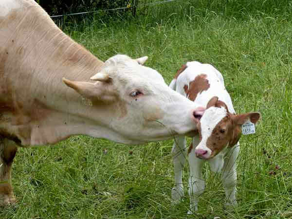 தண்டனையை ஏற்கிறேன் 