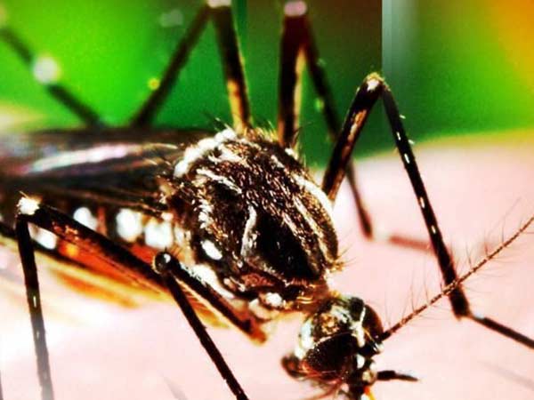 உயிர் கொல்லி டெங்கு உயிர் கொல்லி டெங்கு