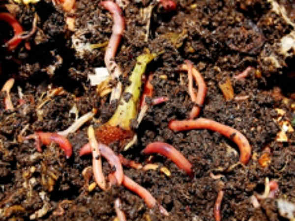 மண்புழு உரம் தயாரிக்கும் முறை: 