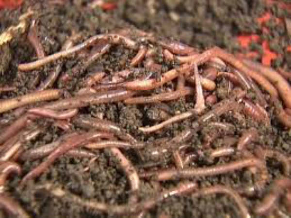 மண்புழுகளை உற்பத்தி செய்யும் முறை: 