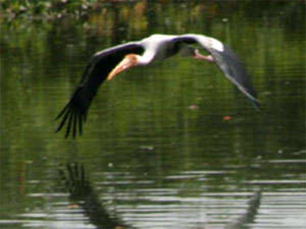  பறவைகள் வேட்டையாடல் 