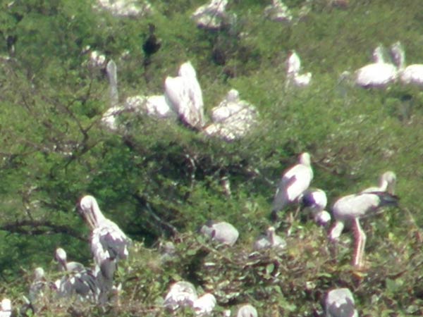  ஏராளமான பறவைகள் 