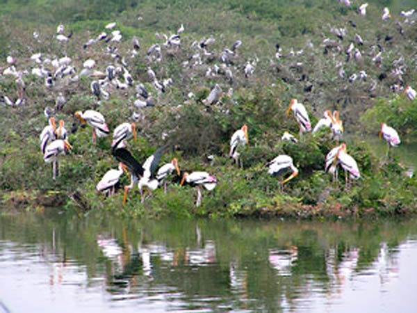  பறவைகளின் வரவு 