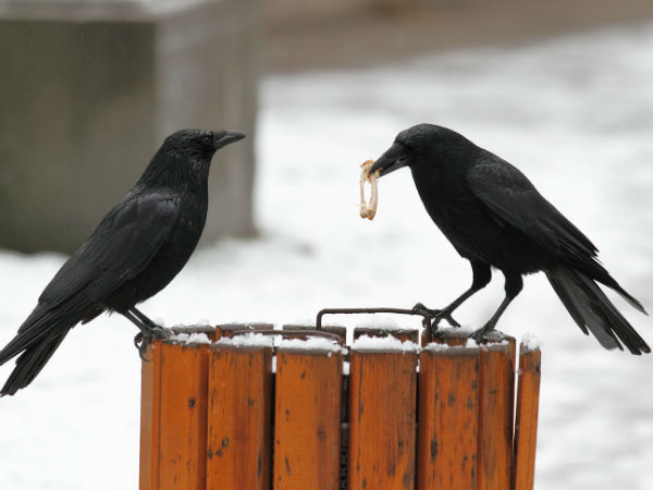  காக்கைகளுக்கு சம்பளமாக உணவு 