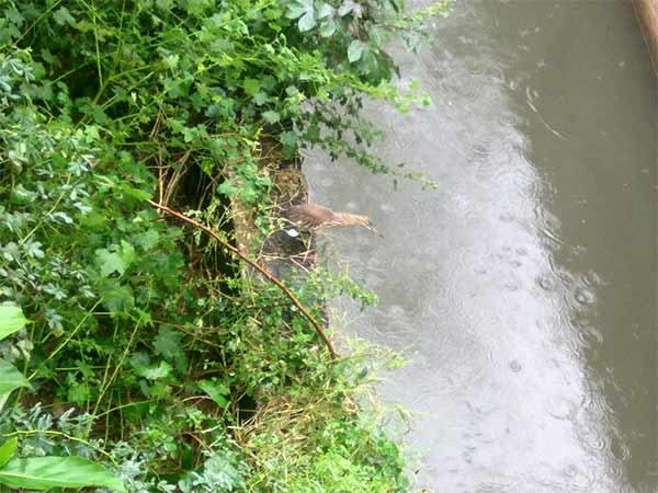  நாரை, மீன்கொத்தியின் குறும்பு