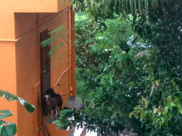  மழையை ரசிக்கும் மாடுகள்