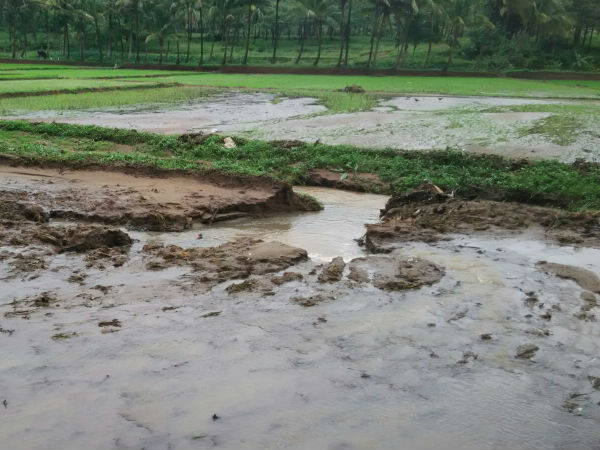 வயல்களில் தேங்கிய தண்ணீர் வயல்களில் தேங்கிய தண்ணீர்