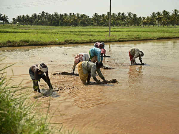  கடனில் தத்தளிக்கும் விவசாயிகள்