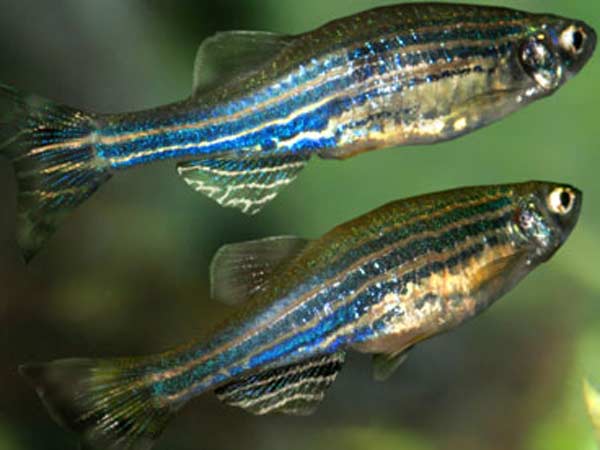  எந்த மாதிரி செயல்படும் 