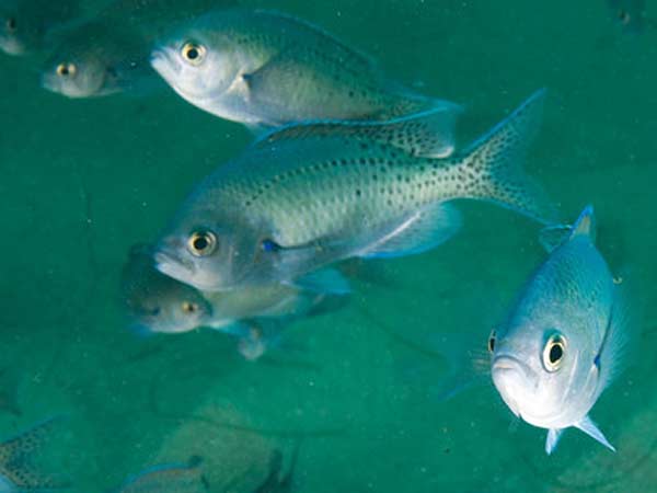  இந்த ரோபோட் கடலுக்குள் சென்று நாம் தெரிவிக்கும் தகவலைகளை மீன்களுக்கு புரியும்படி மாற்றிக் கொடுக்கும். மேலும் மீன்களை அதன் வழியில் இருந்து மாற்றவும், தேவையான இடங்களில் நிறைய மீன்களை ஒன்றாக சேர்க்கவும் இந்த ரோபோட்களால் முடியும். இது கடல்சார்ந்த ஆராய்ச்சிகளில் பெரிய மைல்கல்லாக இருக்கும் என கூறப்படுகிறது. 