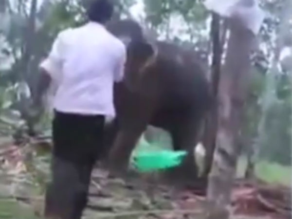 தூக்கி அடித்த யானை 