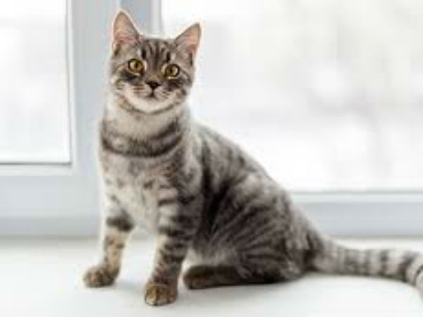 பூனைதான் முதல் குற்றவாளி 