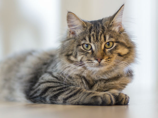 பூனையை தேடும் போலீஸ் 