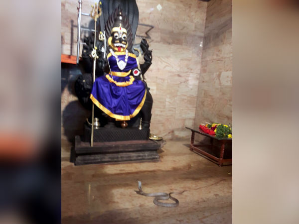 நாகம் வழிபாடு 