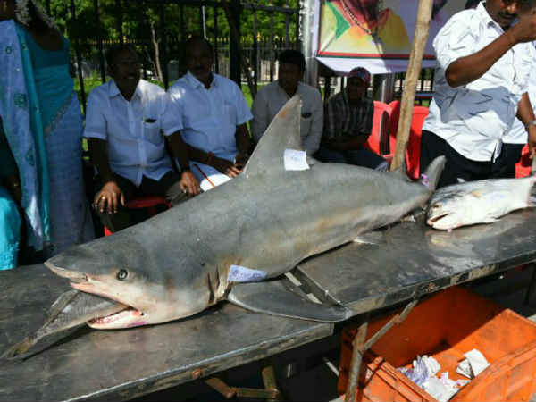 மீன்களின் அணிவகுப்பு 
