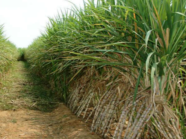 2800 வகை கரும்பு கண்டுபிடிப்பு 