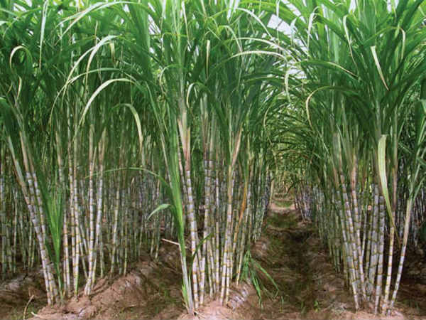 100 ஆண்டு பழமையான மையம் 