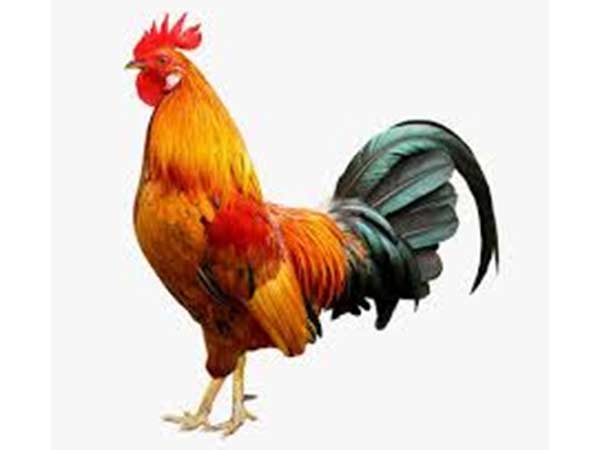 பறந்தன சின்னங்கள் 