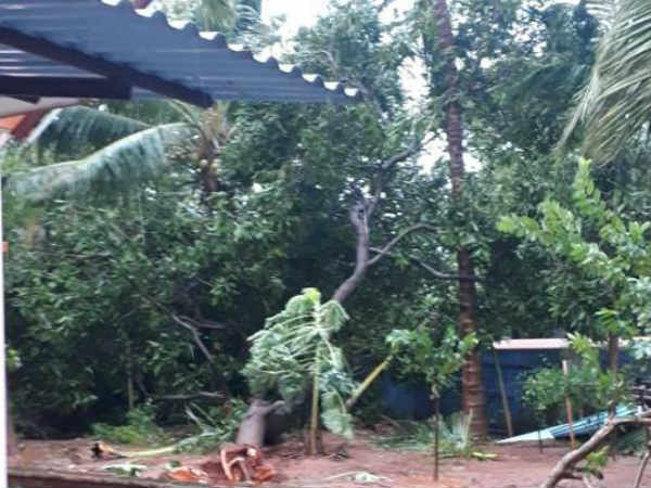மழையால் சாய்ந்த மரங்கள்