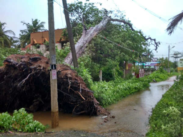 கடல் நட்சத்திரம் 