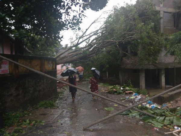 ரப்பர் மரங்களில் கீழ் நிற்காதீர்கள்