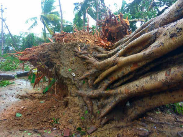 வேறோடு சாய்ந்த மரங்கள்