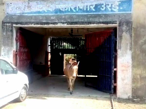 8 Donkeys spend 4 days in UP Jail 