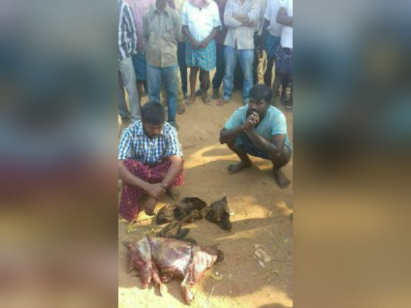 2 were arrested in Ambur for mixing Dog's flesh with Goat's for making briyani 2 were arrested in Ambur for mixing Dog's flesh with Goat's for making briyani