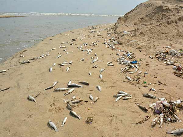 Large Number of fishes secluded near Adayar Estuary gives Shock to local people Large Number of fishes secluded near Adayar Estuary gives Shock to local people