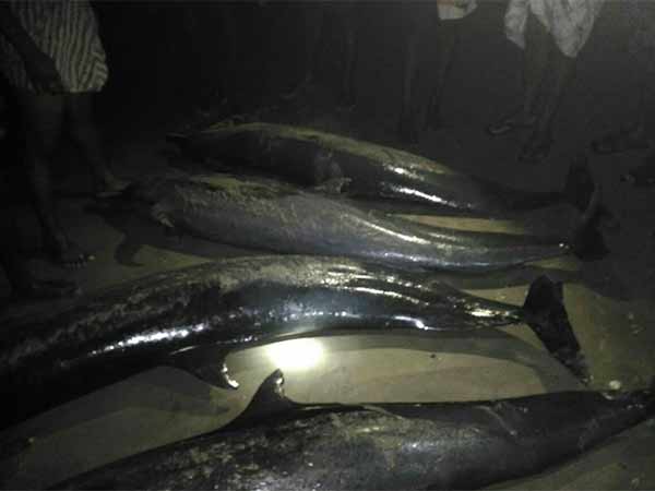 Four Dolphins died in More than 20 secluded in tuticorin Beach forest officers Inspecting