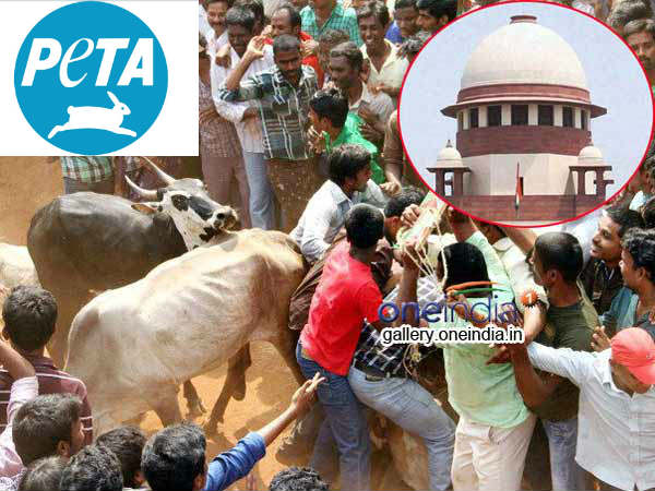 PETA plea against on Jallikattu - SC issue notice to TamilNadu PETA plea against on Jallikattu - SC issue notice to TamilNadu