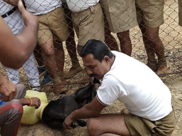 15 policemen rescues dog whose head struck with Pitcher in Bangalore 15 policemen rescues dog whose head struck with Pitcher in Bangalore