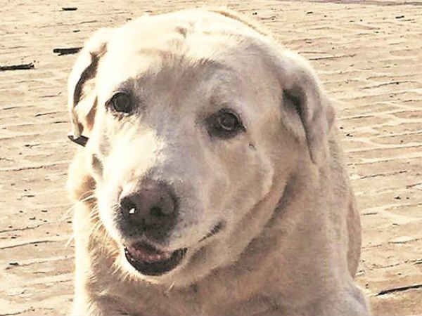 வேற டோணி 