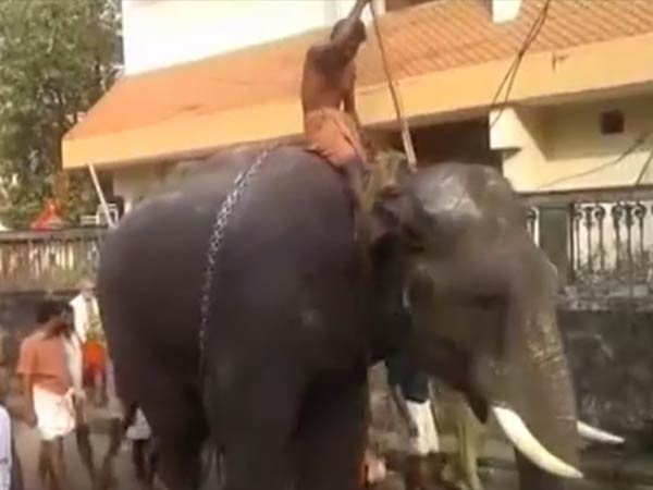 யானைகள் மீது ஊர்வலம் 