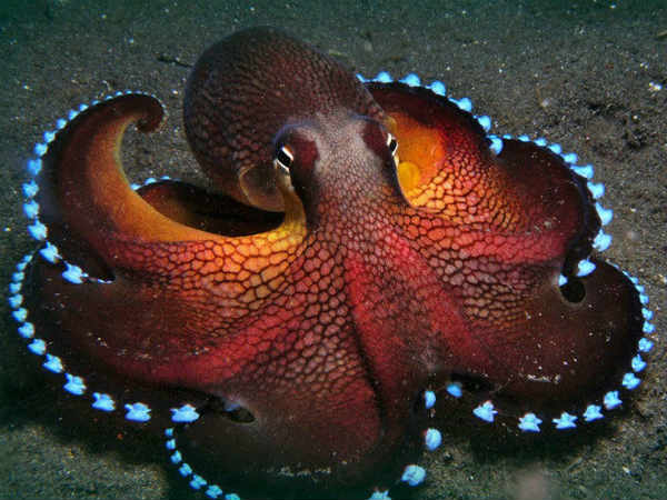 ஃபுட்பாலில் அறிமுகமான பிராணிகளின் கணிப்பு ஃபுட்பாலில் அறிமுகமான பிராணிகளின் கணிப்பு