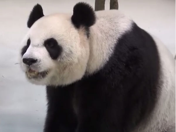 பாண்டா கரடி ஆருடம் பாண்டா கரடி ஆருடம்