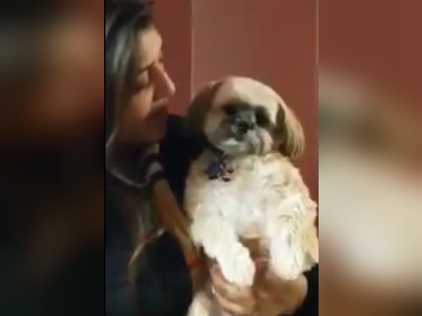 காங்கிரஸ் என்றதும் பாவமாக பார்க்கும் பப்பி காங்கிரஸ் என்றதும் பாவமாக பார்க்கும் பப்பி