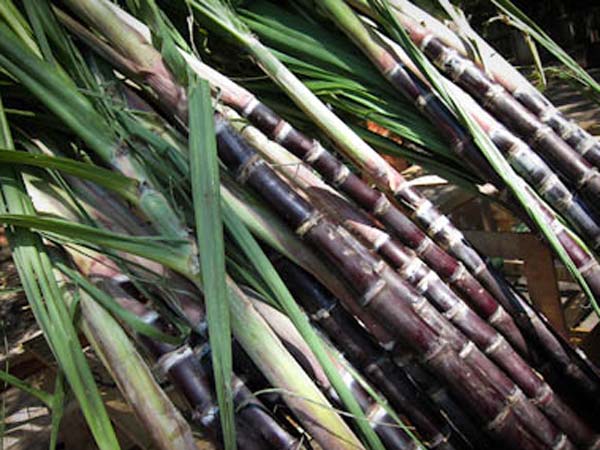 பற்களின் பலம் 